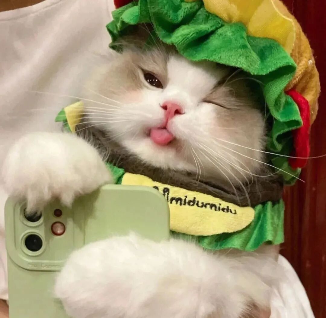 萌宠 萌宠头像 猫 猫头像