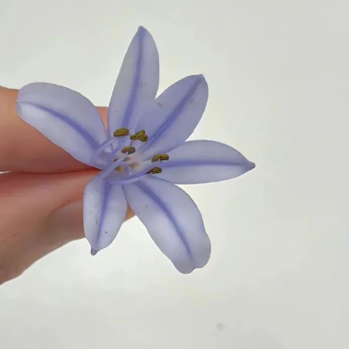 背景图 朋友圈背景 ins ins高级感 高级感背景图 花