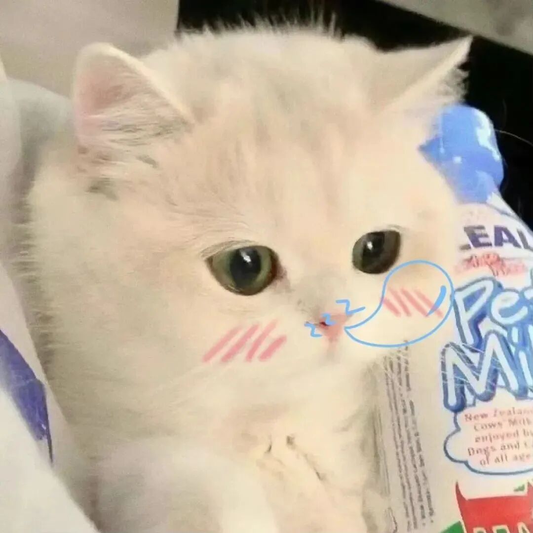 萌宠 萌宠头像 猫 猫头像