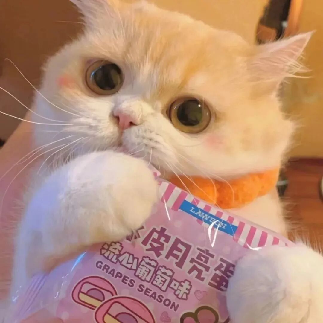 萌宠 萌宠头像 宠物  猫
