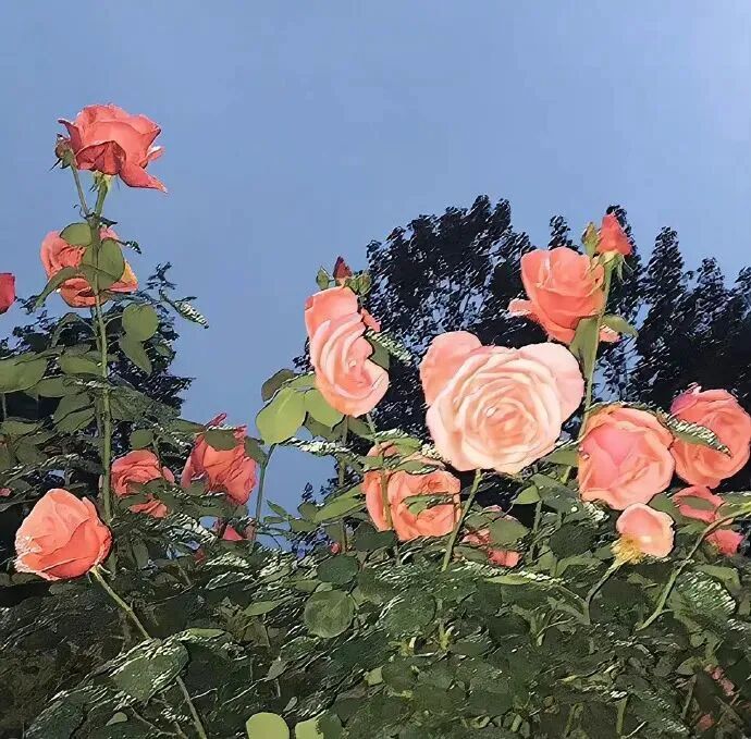 背景图 朋友圈背景 花