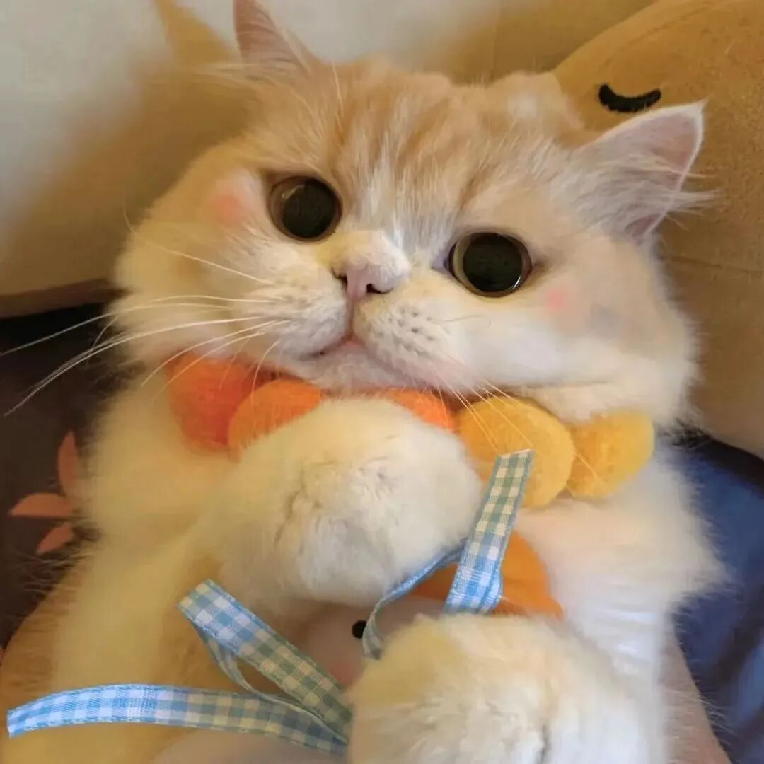 萌宠 萌宠头像 宠物  猫