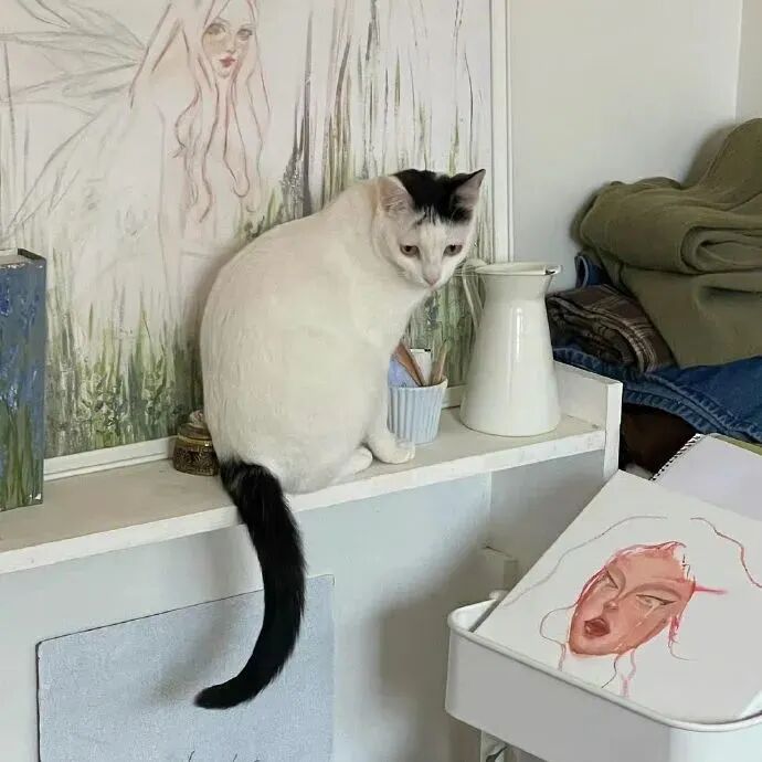 背景图 朋友圈背景 ins ins高级感 高级感背景图 猫