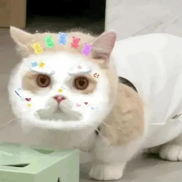可爱猫咪萌宠头像