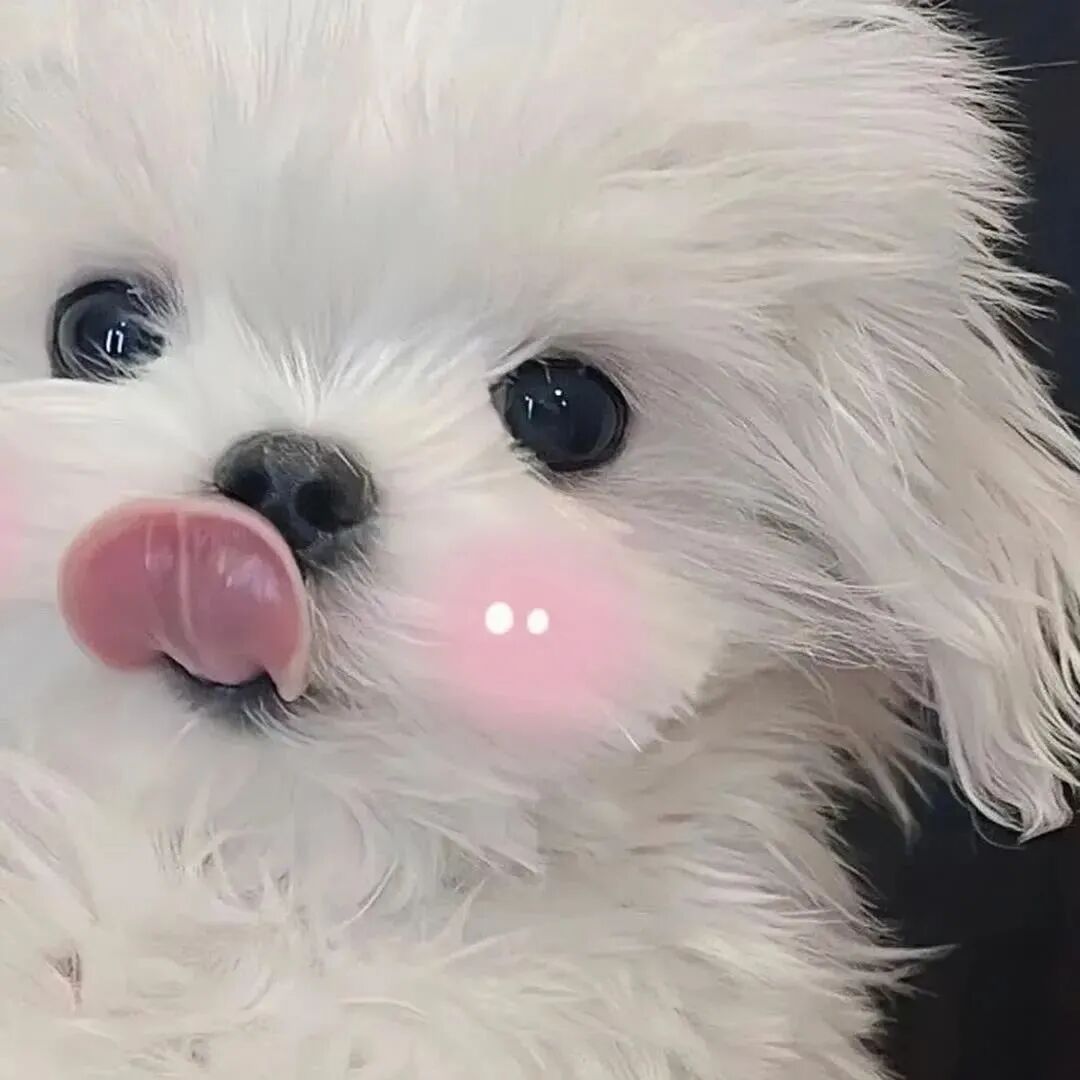 萌宠 萌宠头像 狗 狗头像