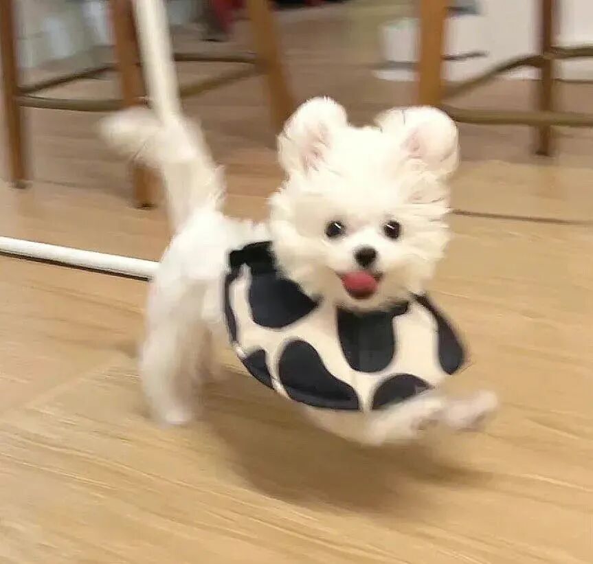 萌宠 萌宠头像 宠物  狗