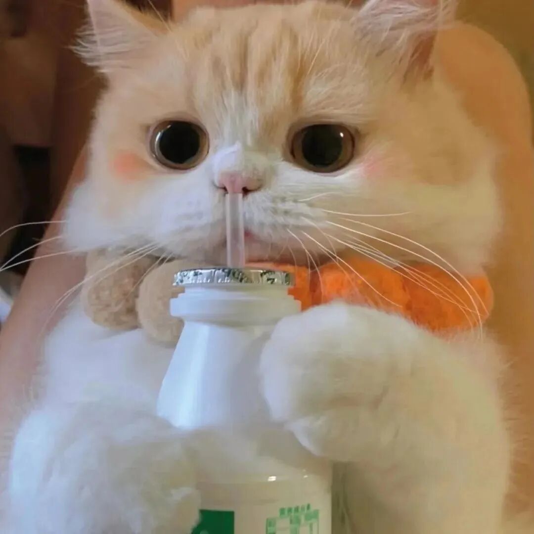 萌宠 萌宠头像 宠物  猫