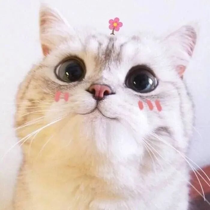 萌宠 萌宠头像 宠物  猫