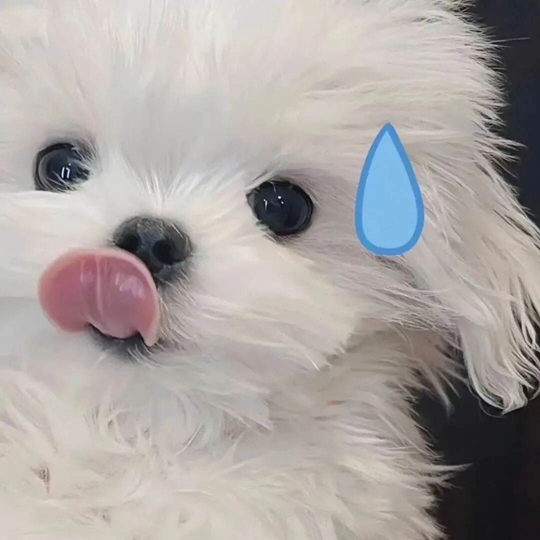 萌宠 萌宠头像 狗 狗头像