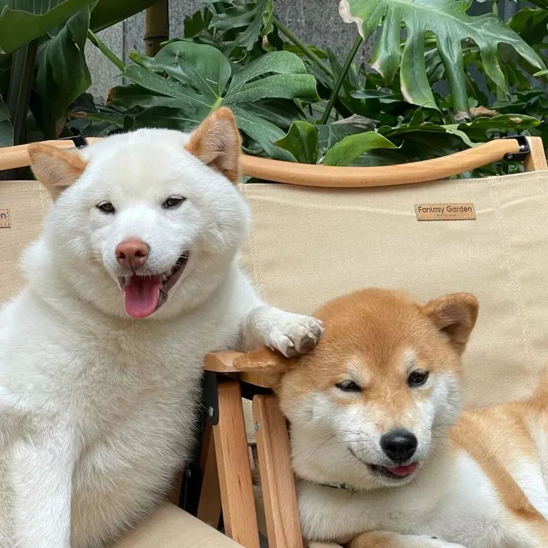 kouaigougoulove可爱狗狗情侣头像