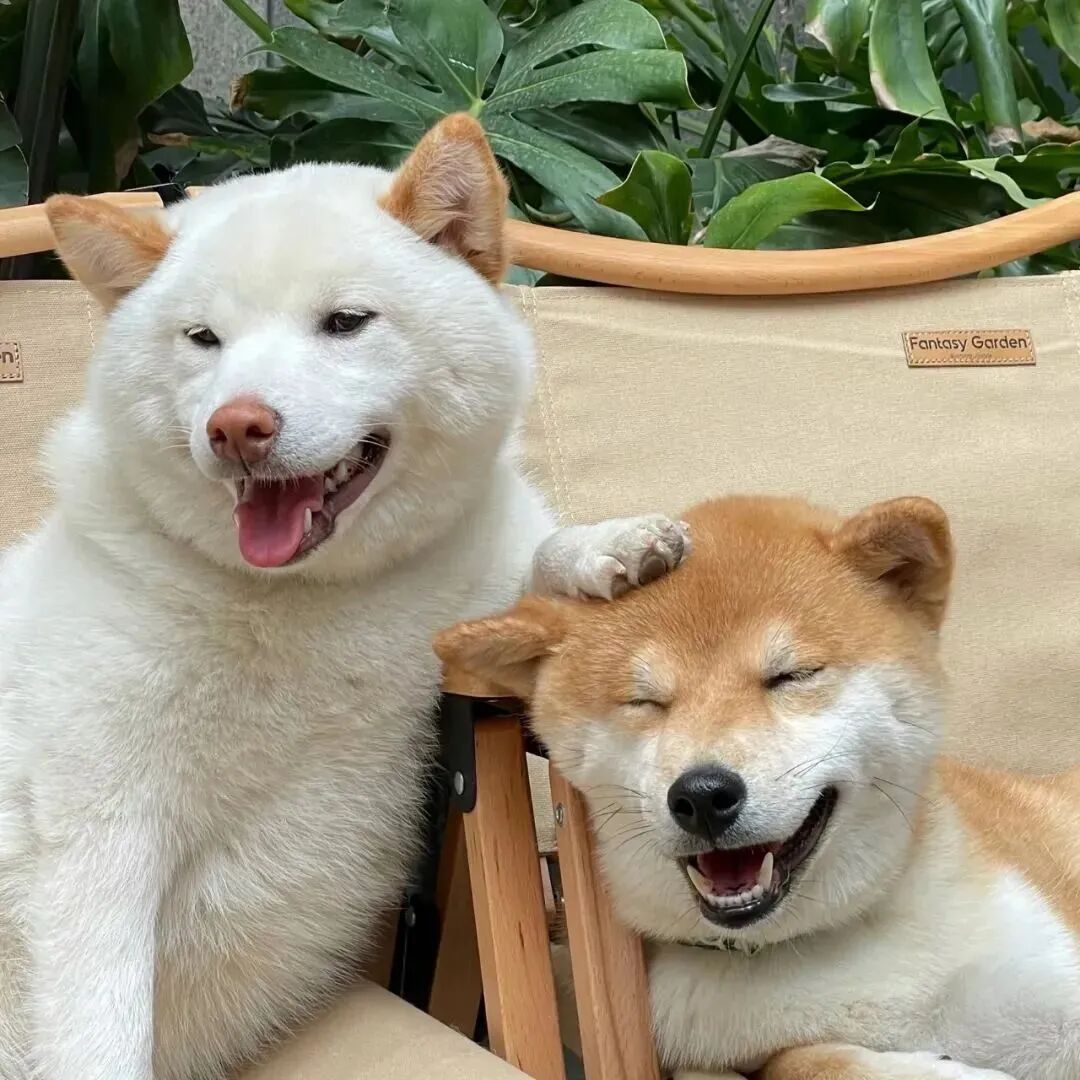 kouaigougoulove可爱狗狗情侣头像