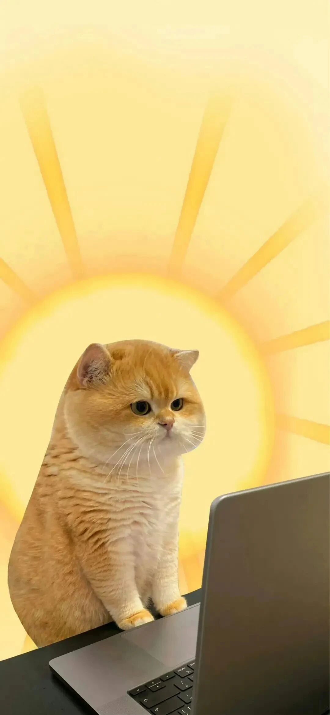可爱猫咪萌宠壁纸
