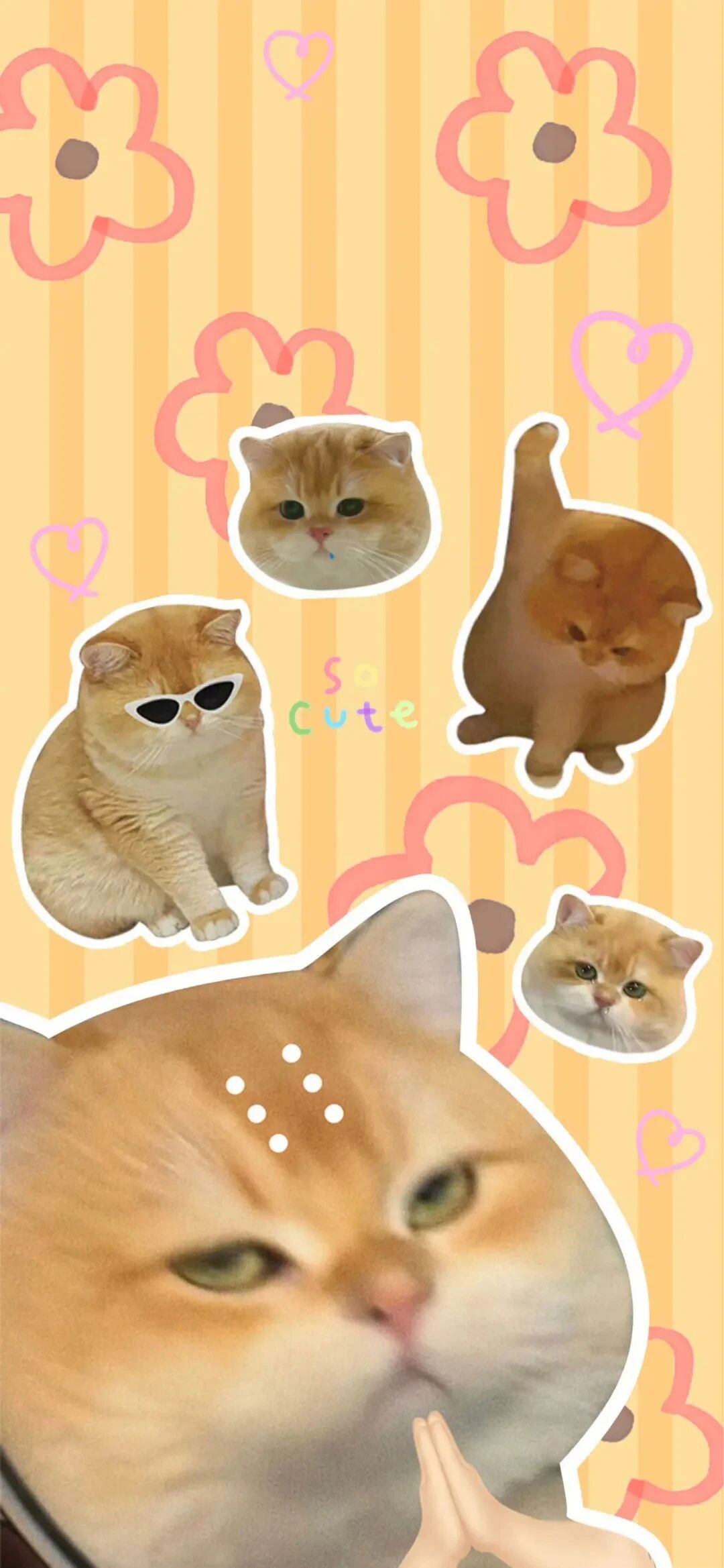 可爱猫咪萌宠壁纸