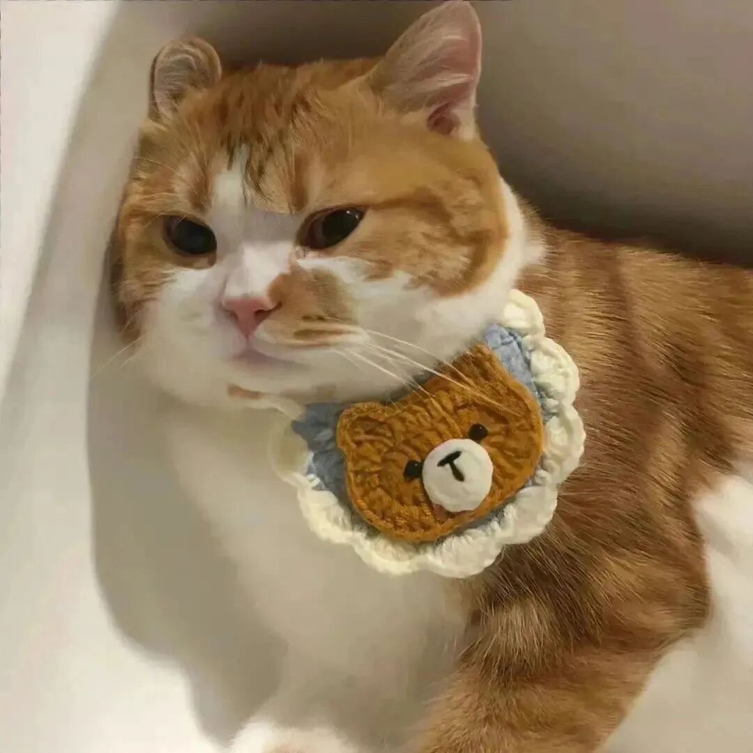可爱猫咪萌宠头像