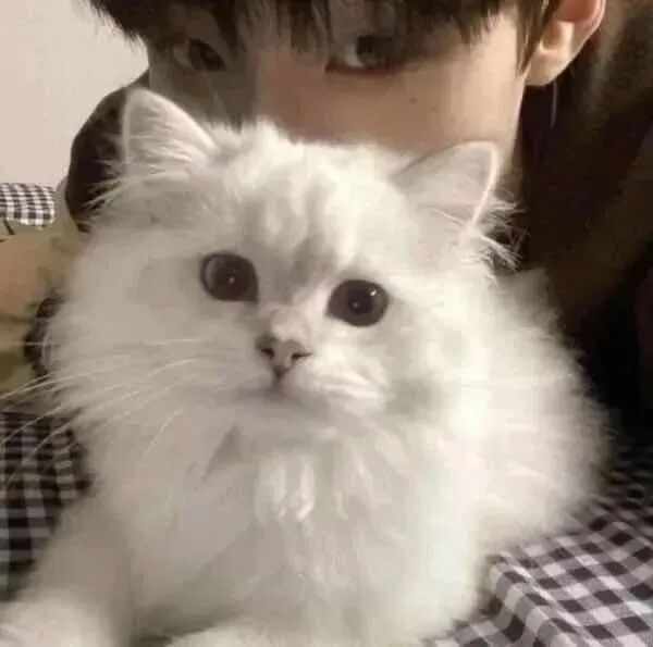 bzcatplmedcjbanlv抱着猫咪不明显真人情侣头像