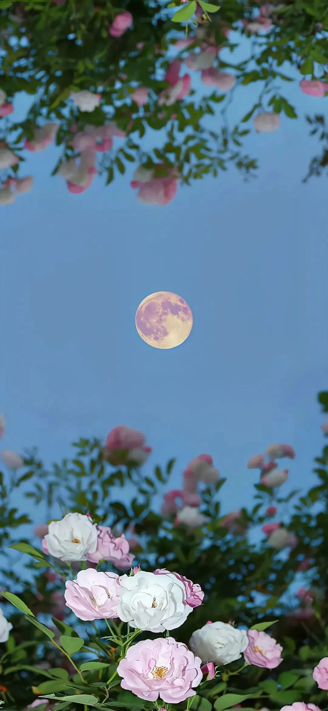 风景
