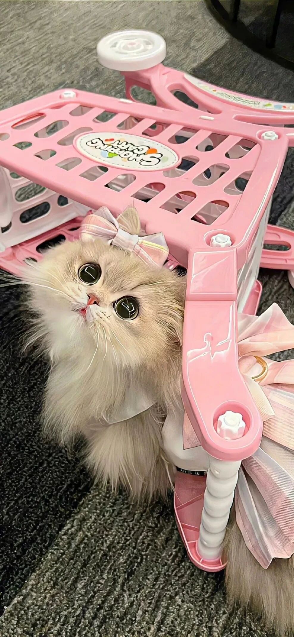 可爱猫咪萌宠壁纸