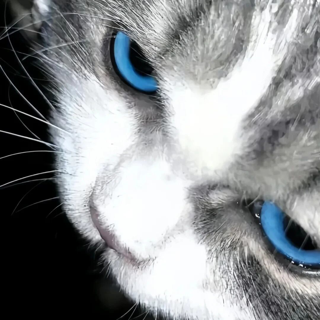 猫咪萌宠头像