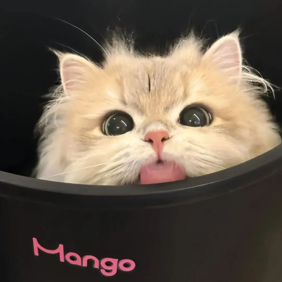 猫咪萌宠头像