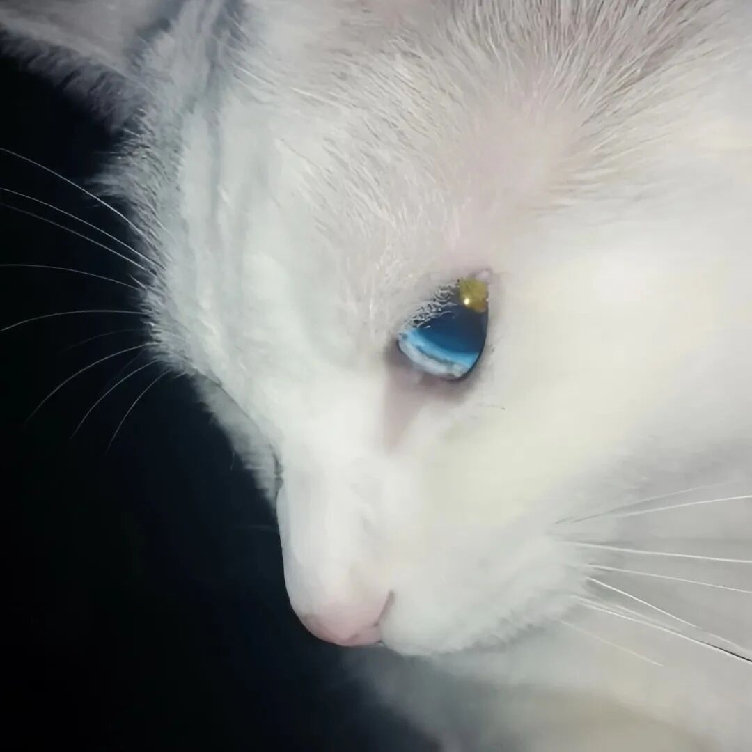 猫咪萌宠头像