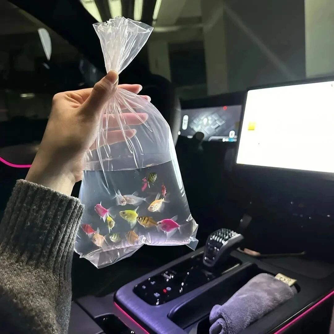 ins金鱼朋友圈背景图