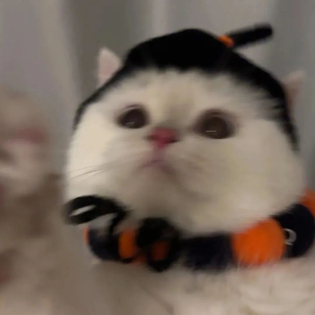 猫咪萌宠头像