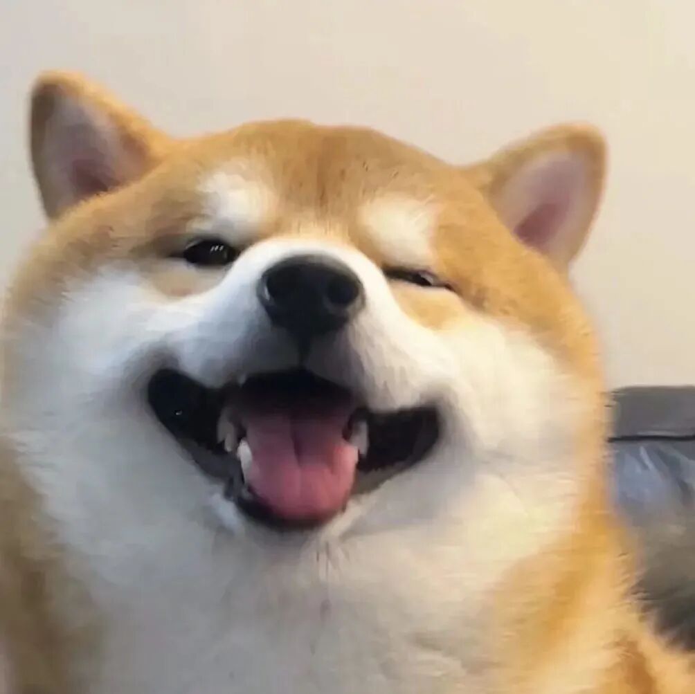 柴犬狗狗萌宠头像