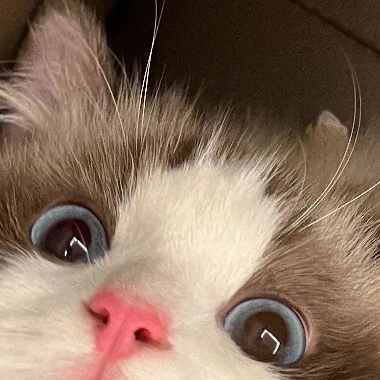 猫咪萌宠头像