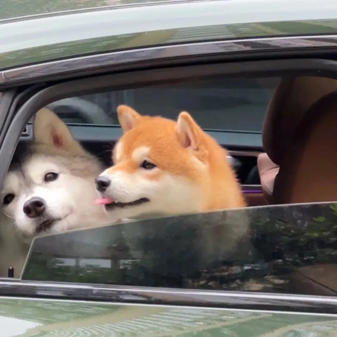 柴犬狗狗萌宠头像