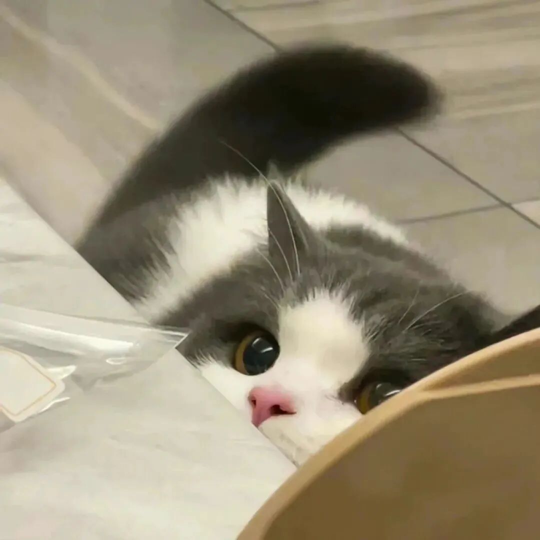 猫咪萌宠头像