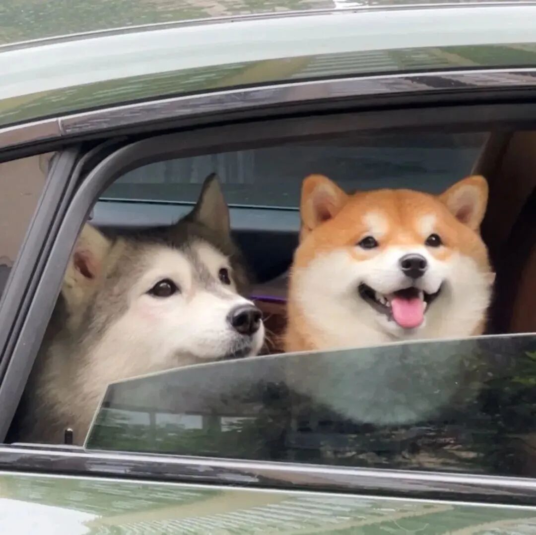 柴犬狗狗萌宠头像