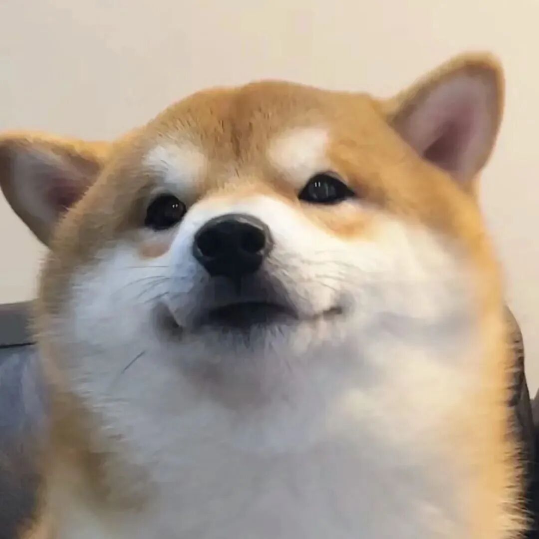 柴犬狗狗萌宠头像