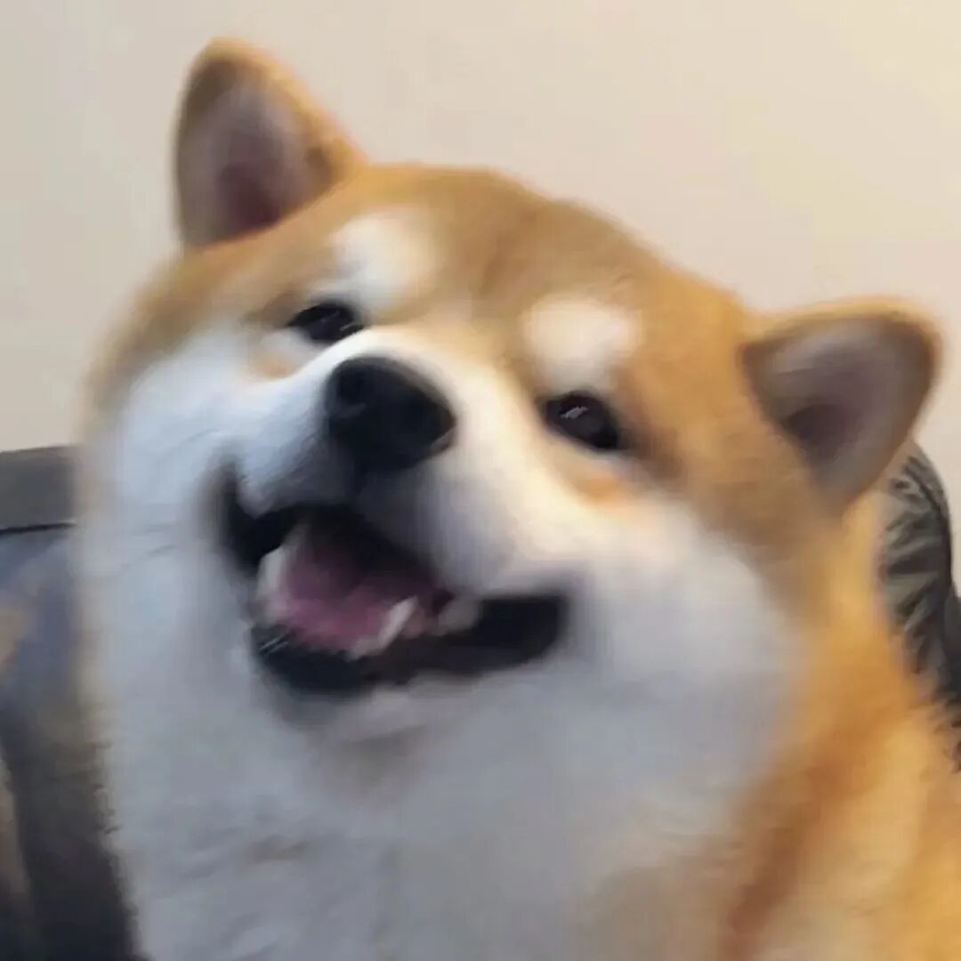 柴犬狗狗萌宠头像