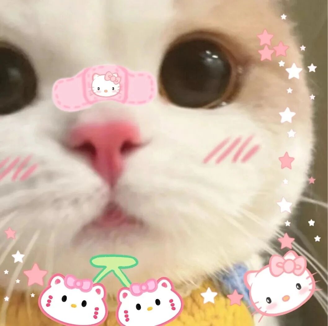 猫咪萌宠头像
