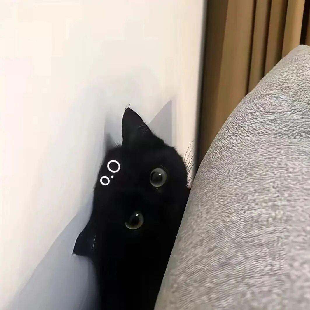 猫咪萌宠头像