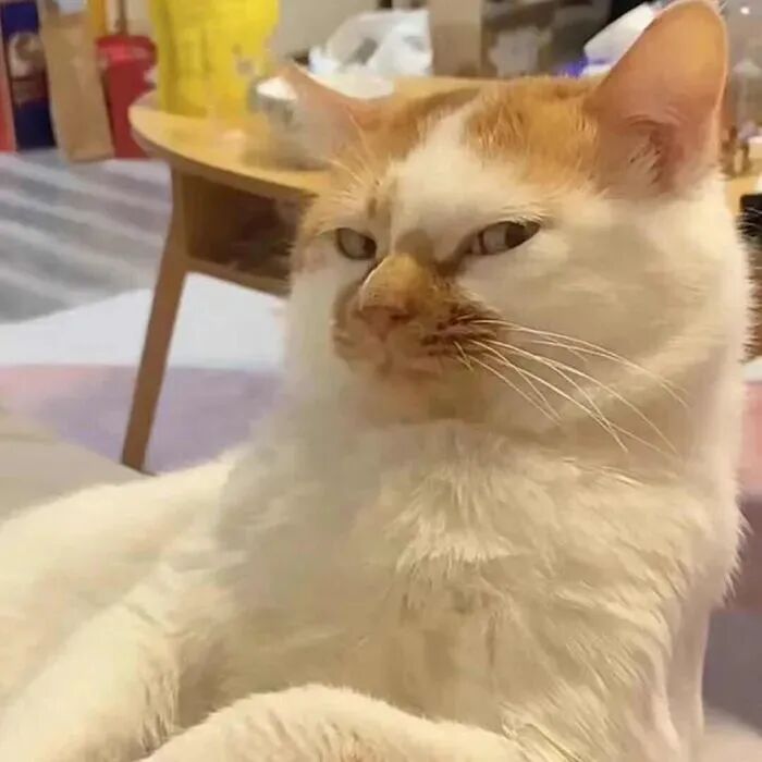 沙雕搞怪猫咪萌宠头像