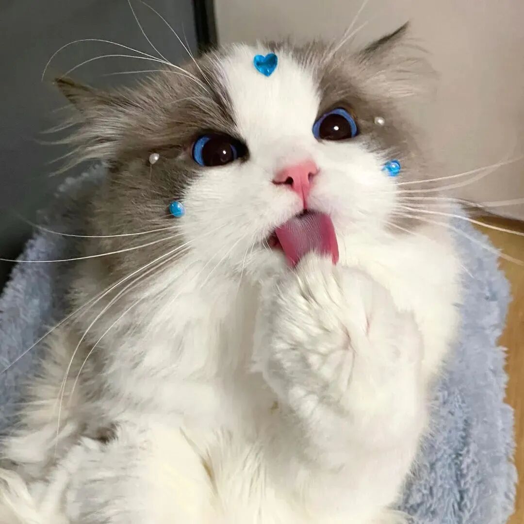 可爱猫咪萌宠头像