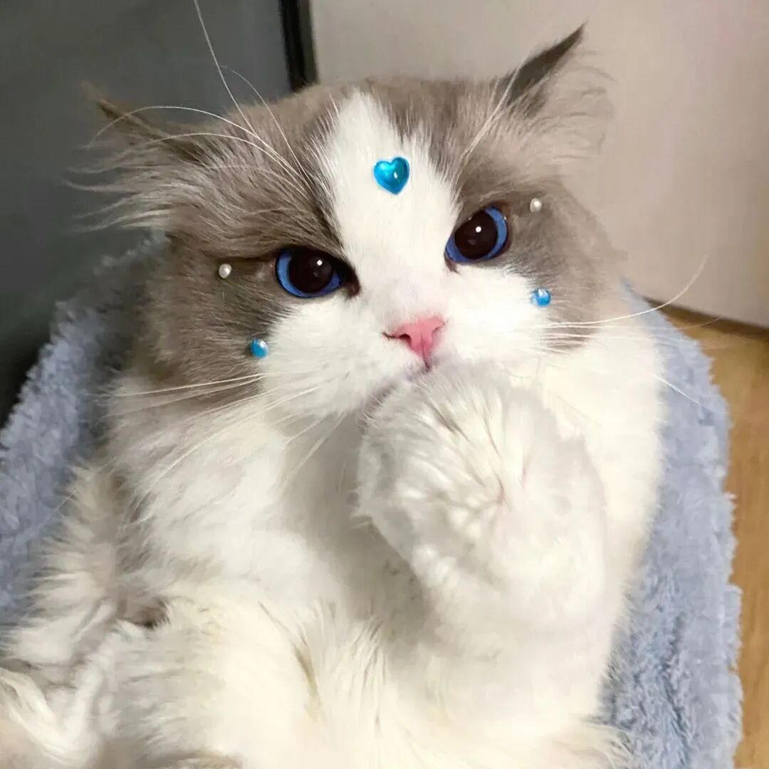 可爱猫咪萌宠头像