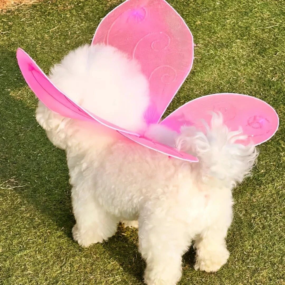 蝴蝶狗狗萌宠头像