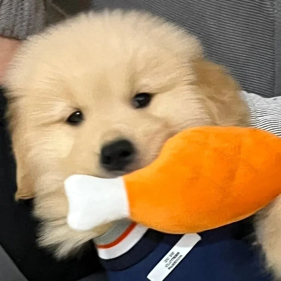 狗狗萌宠头像
