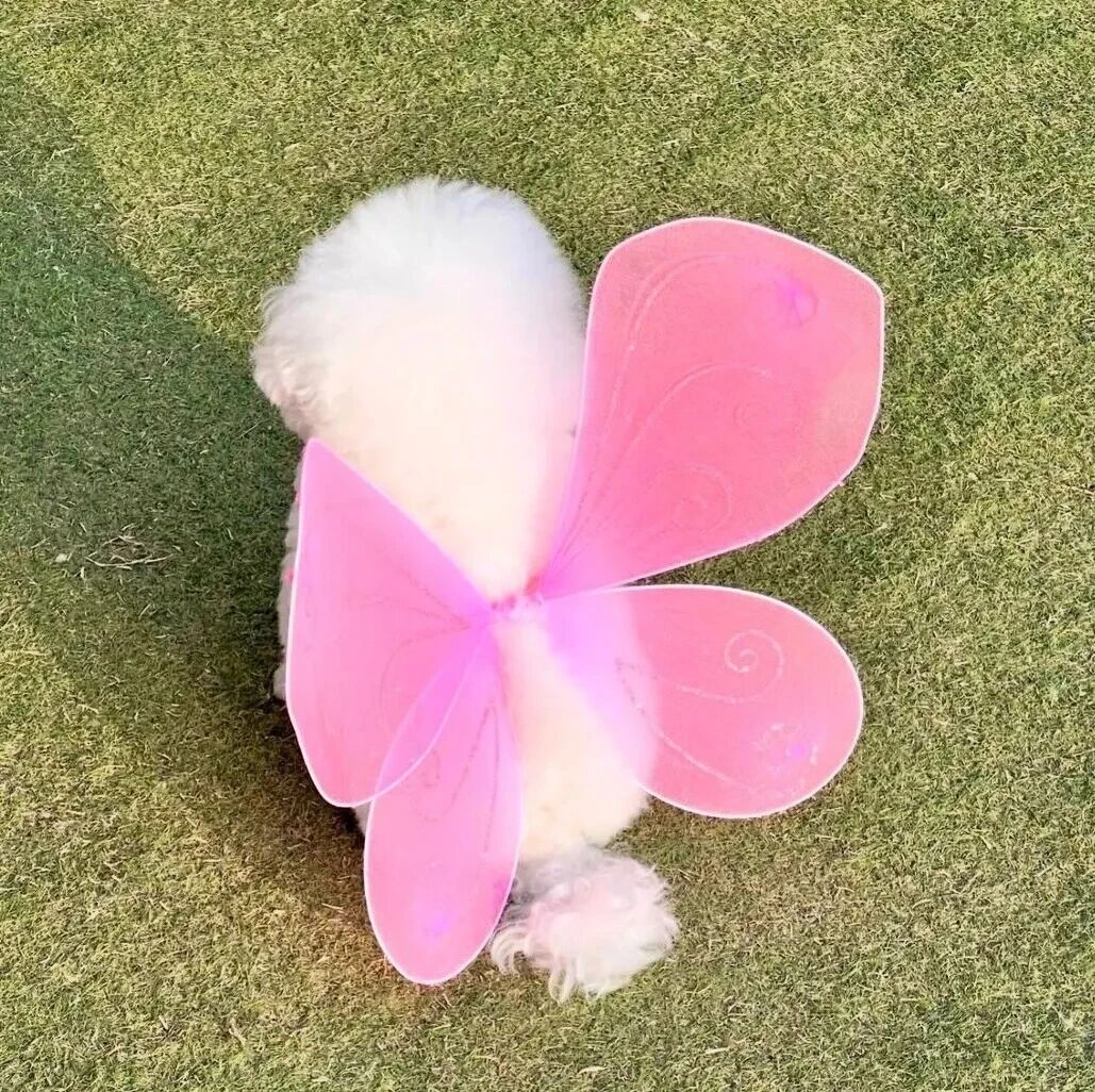 蝴蝶狗狗萌宠头像