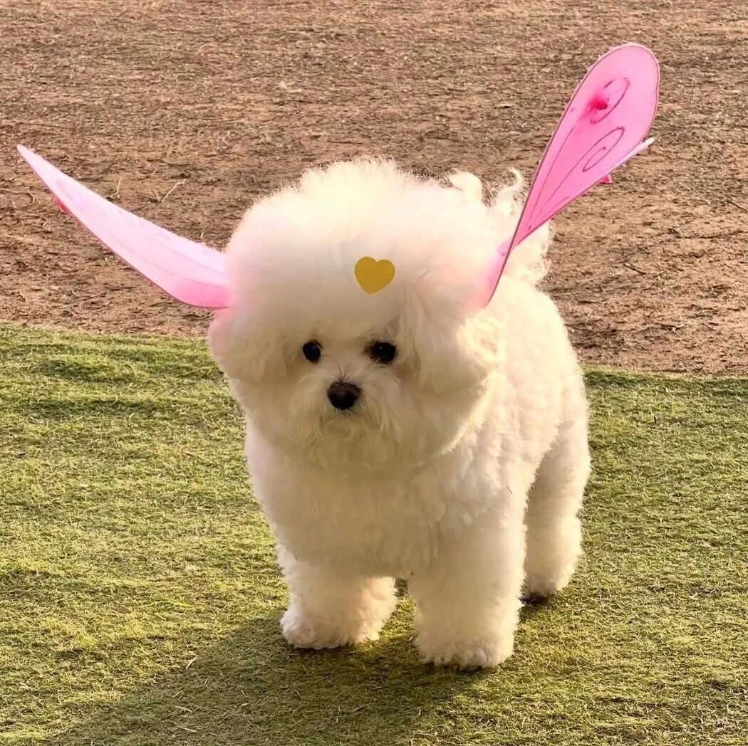 蝴蝶狗狗萌宠头像