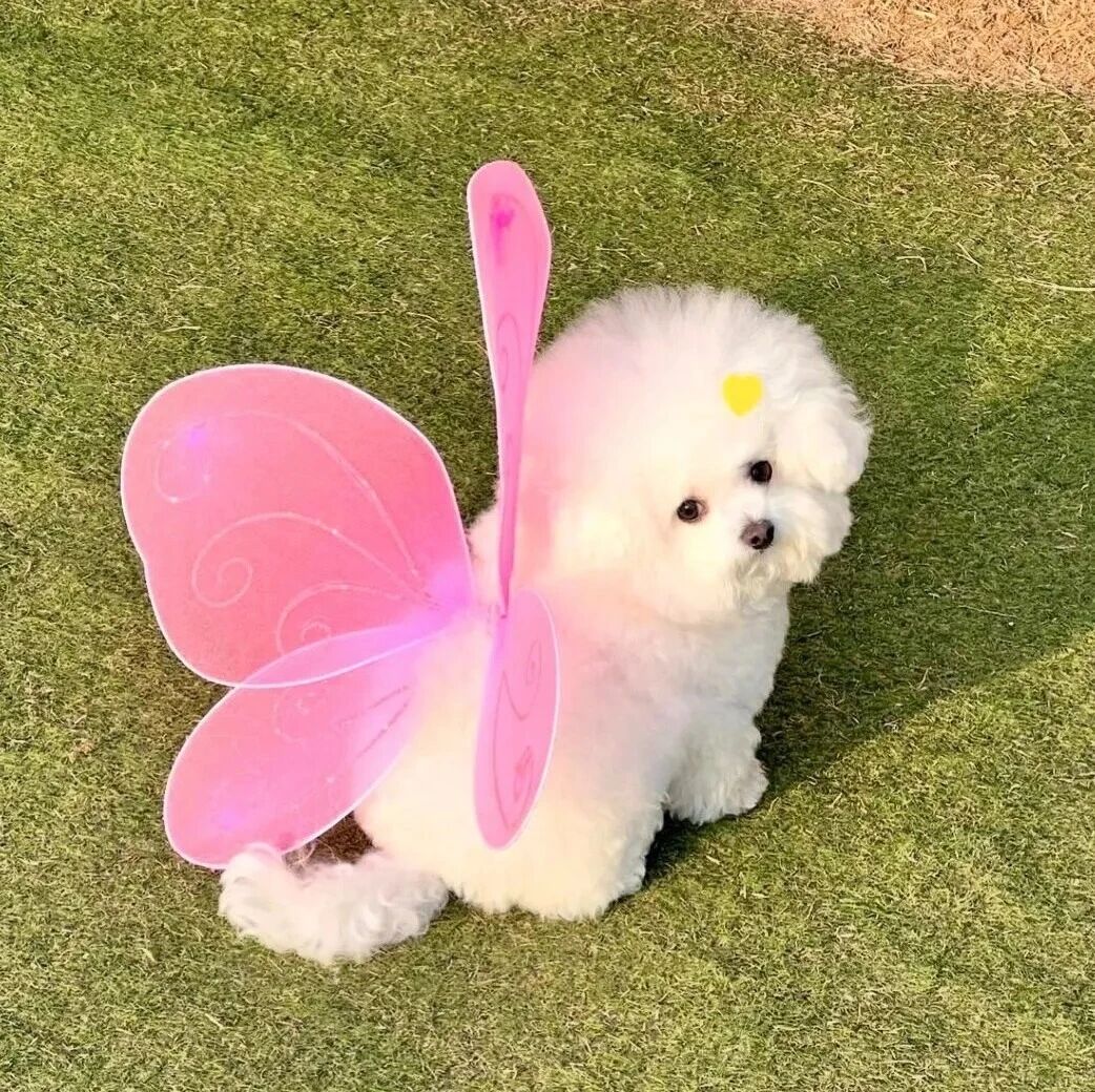 蝴蝶狗狗萌宠头像