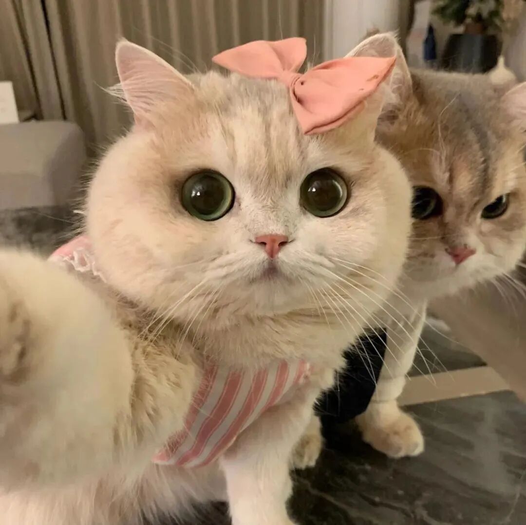mngafmaomiaihe可爱猫咪情侣头像