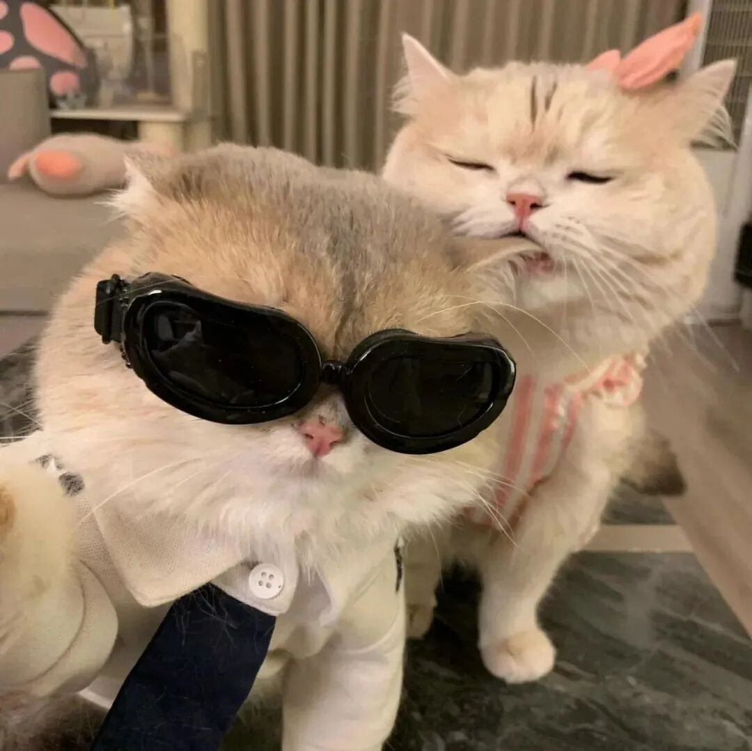 mngafmaomiaihe可爱猫咪情侣头像