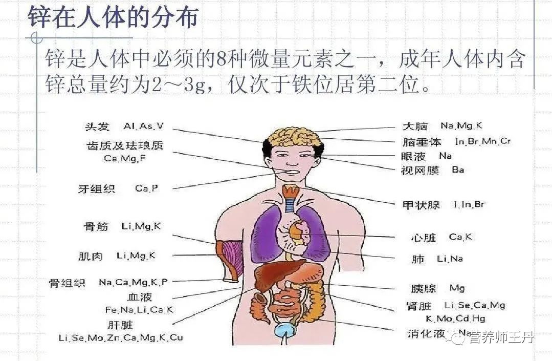 人体中锌的含量、分布率、作用