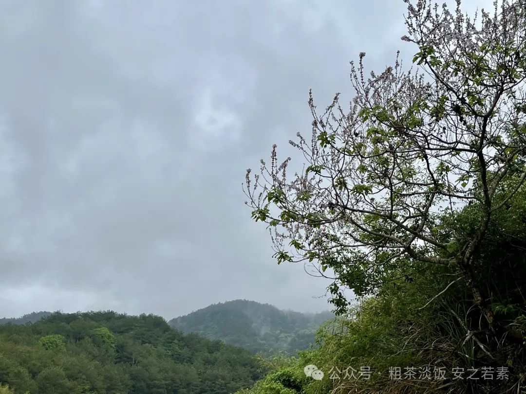 光头三