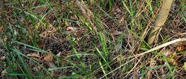 长土里的“枣子”，儿时挖来当糖吃，如今20元一斤，你也许吃过