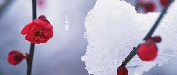 小寒节气，这6种食材要常吃，应季而食“藏”好能量，顺利过寒冬