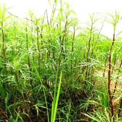 常误认是“河边杂草”，殊不知是高钙菜，吃一斤等于7杯牛奶